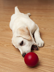 Image showing Labrador Puppy playing