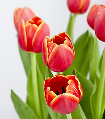 Image showing Orange Tulips