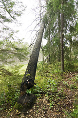 Image showing Beaver Cut