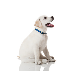 Image showing Labrador Retriever Puppy