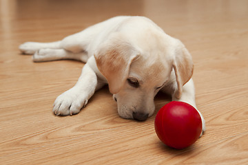 Image showing Labrador Puppy playing