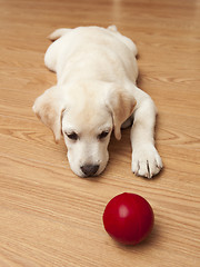 Image showing Labrador Puppy playing