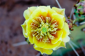 Image showing Cactus in macro