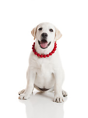 Image showing Labrador Retriever Puppy