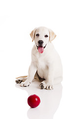 Image showing Labrador Puppy playing