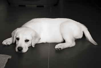 Image showing Labrador baby