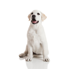 Image showing Labrador puppy