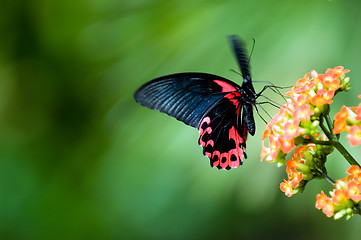 Image showing Butterfly in motion