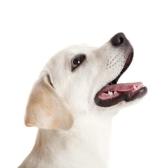 Image showing Labrador puppy