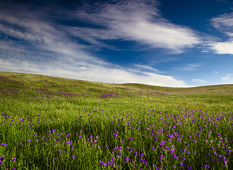 Image showing Green meadow