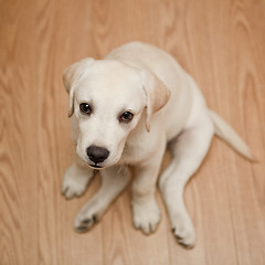 Image showing Labrador puppy