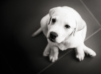 Image showing Labrador puppy