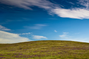 Image showing Green meadow