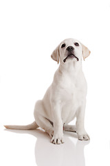 Image showing Labrador Retriever puppy