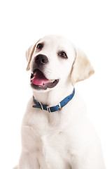 Image showing Labrador puppy