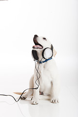 Image showing Dog listening to music