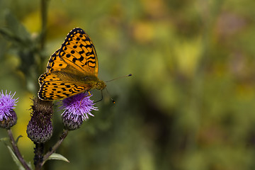 Image showing butterfly