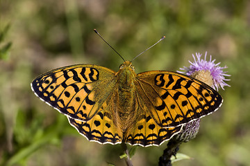 Image showing argynnis