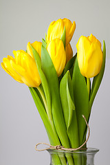 Image showing Yellow tulips