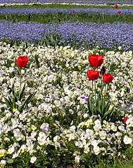 Image showing Red tulip with field of pansyes
