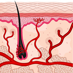 Image showing human skin cells