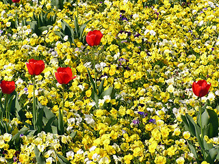 Image showing Red tulips with yellow pansy background