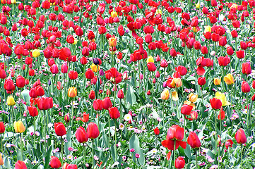 Image showing Tulips field