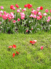 Image showing Red and rose tulips