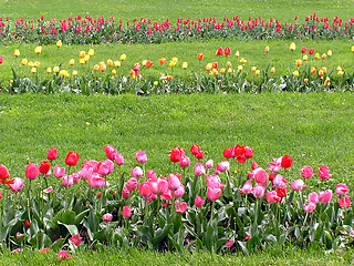 Image showing Rows of tulips