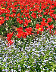 Image showing Red tulips and some other white flowers