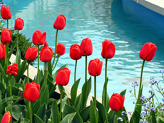 Image showing Red tulips against blue water