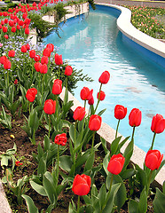 Image showing Red tulips beside blue water