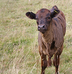 Image showing Cow grazing in field 4