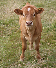 Image showing Cow grazing in field 3