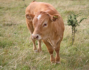 Image showing Cow grazing in field 2