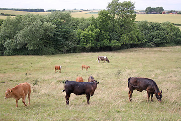 Image showing cows grazing in field 