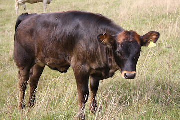 Image showing Cow grazing in field