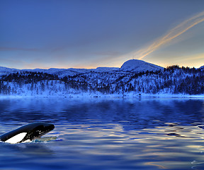 Image showing Killer Whale