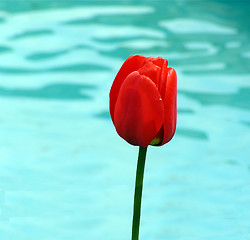 Image showing Red tulip against blue water