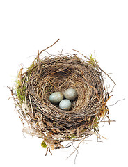 Image showing Detail of blackbird eggs in nest isolated on white