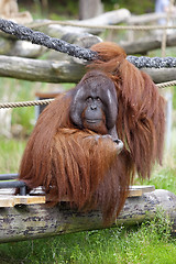 Image showing Orangutan