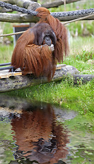 Image showing Orangutan