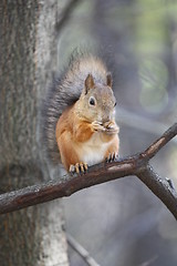 Image showing Squirrel 