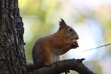 Image showing Squirrel 