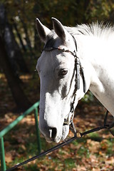 Image showing White Horse