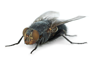 Image showing Big fly (Calliphora vicina)