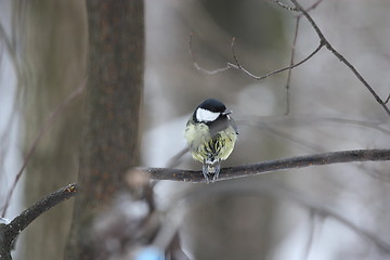 Image showing Great Tit Bird