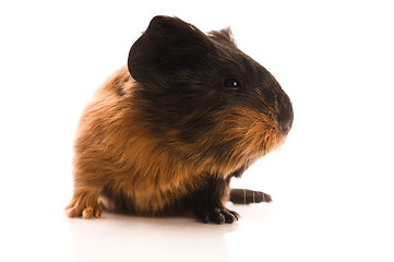 Image showing baby guinea pig