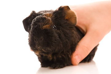 Image showing baby guinea pig