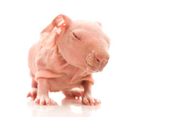 Image showing skinny guinea pig